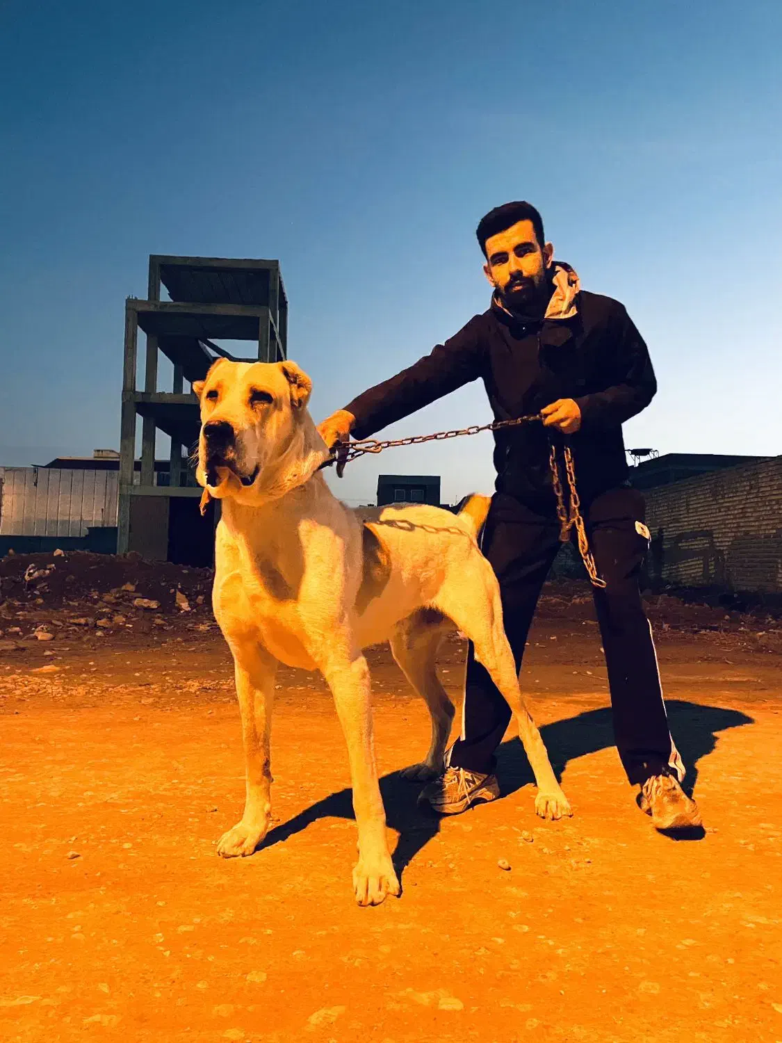 سگ آلابای نر|سگ|گنبد کاووس, |دیوار