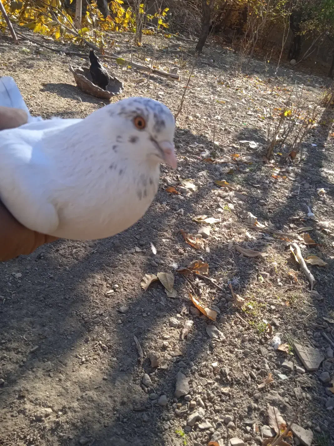 سلام تعدادی کبوتر|پرنده|بافت, |دیوار