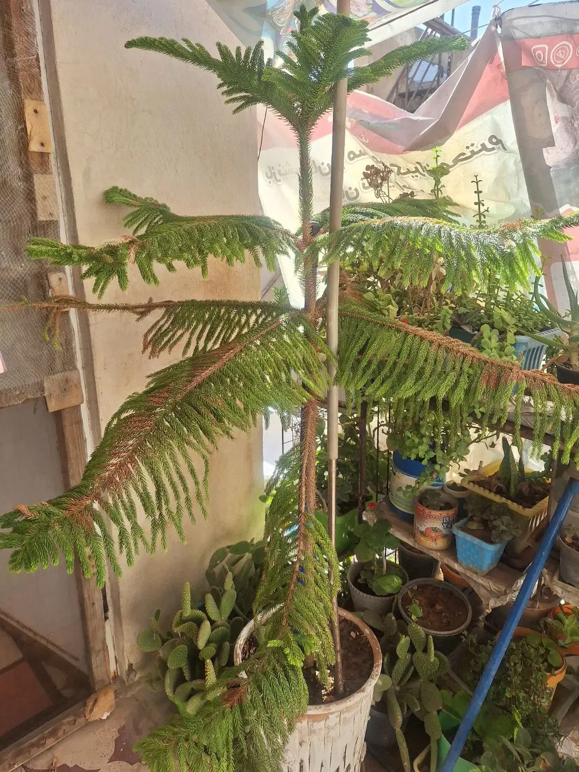 گل طبقاتی|گل و گیاه طبیعی|شیراز, شیخ علی چوپان|دیوار