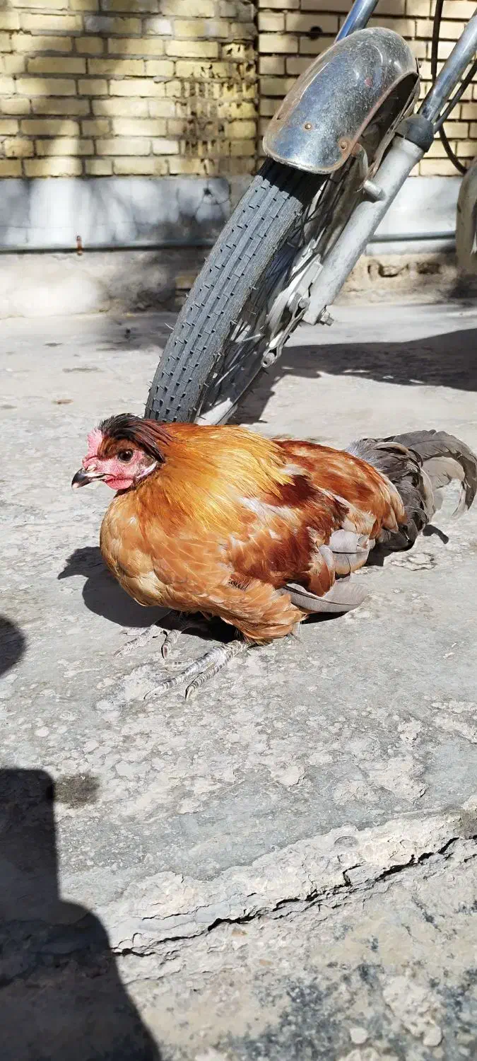 خروس 350|حیوانات مزرعه|امیدیه, |دیوار