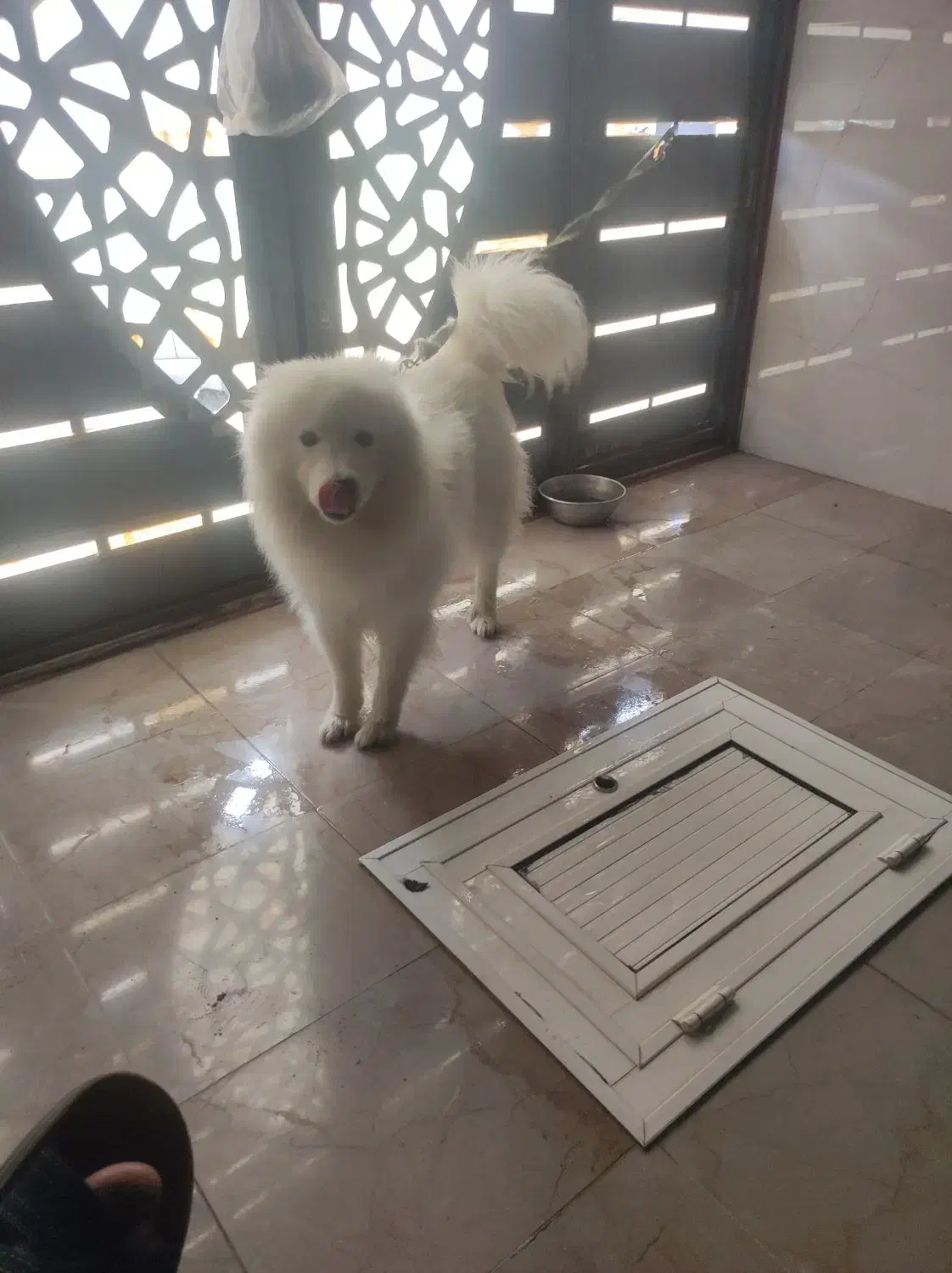 سگ نژاد سامویید وارداتی با تخفیف اخرش12|سگ|جونقان, |دیوار