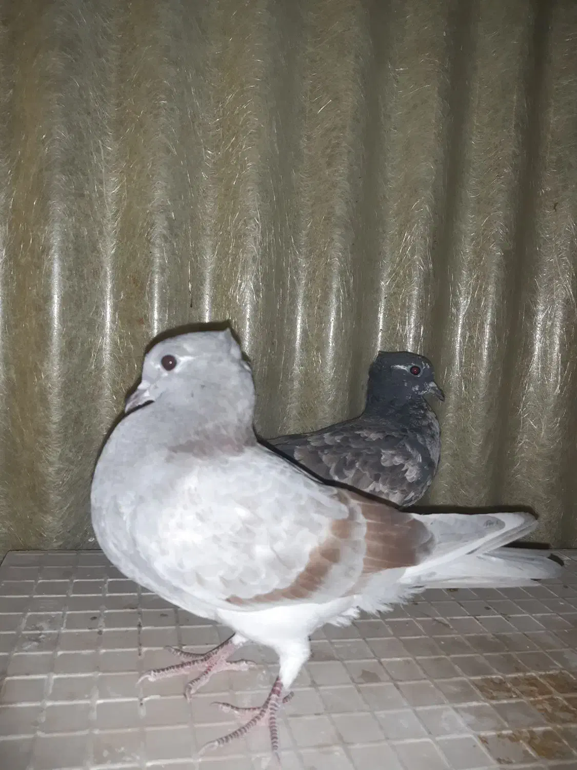 کبوترفروشی|پرنده|تهران, افسریه شمالی|دیوار