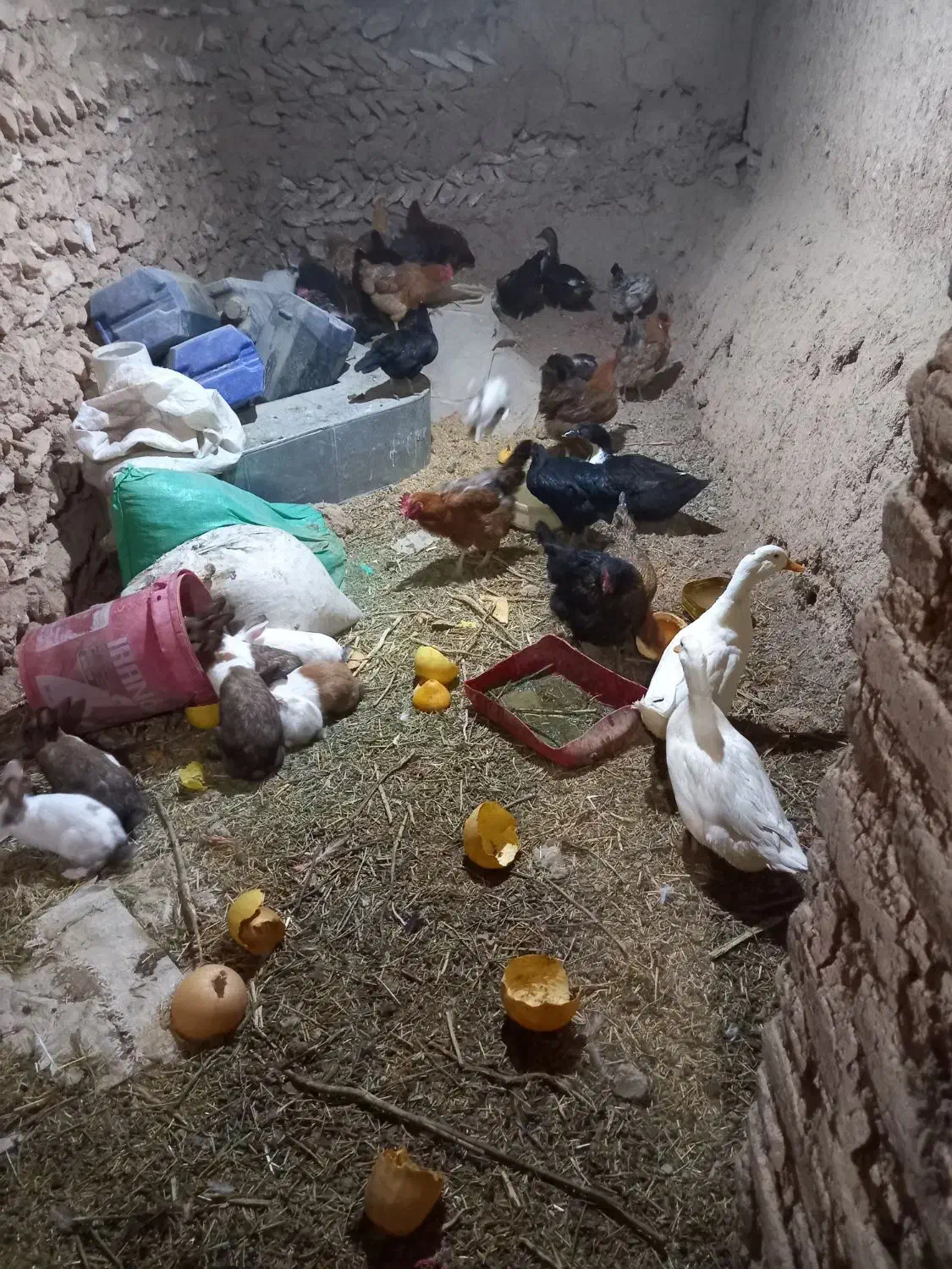 مرغ،اردک،خرگوش|حیوانات مزرعه|دهگلان, |دیوار