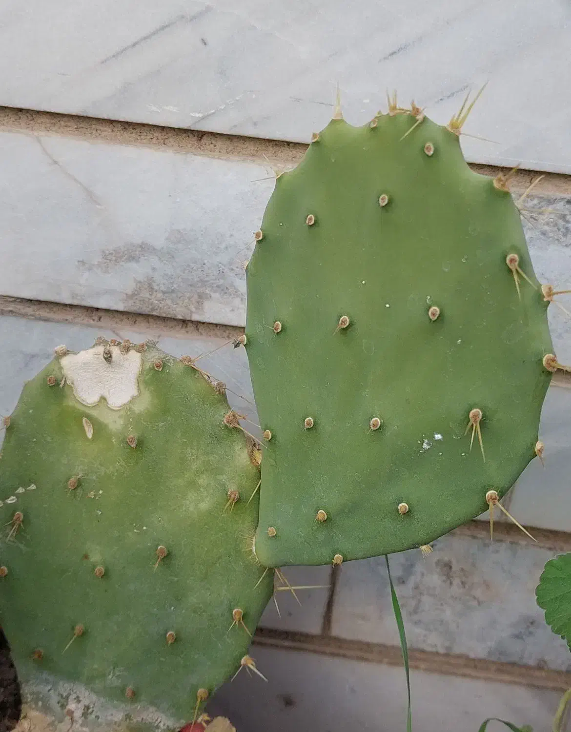 گل طبیعی|گل و گیاه طبیعی|الشتر, |دیوار