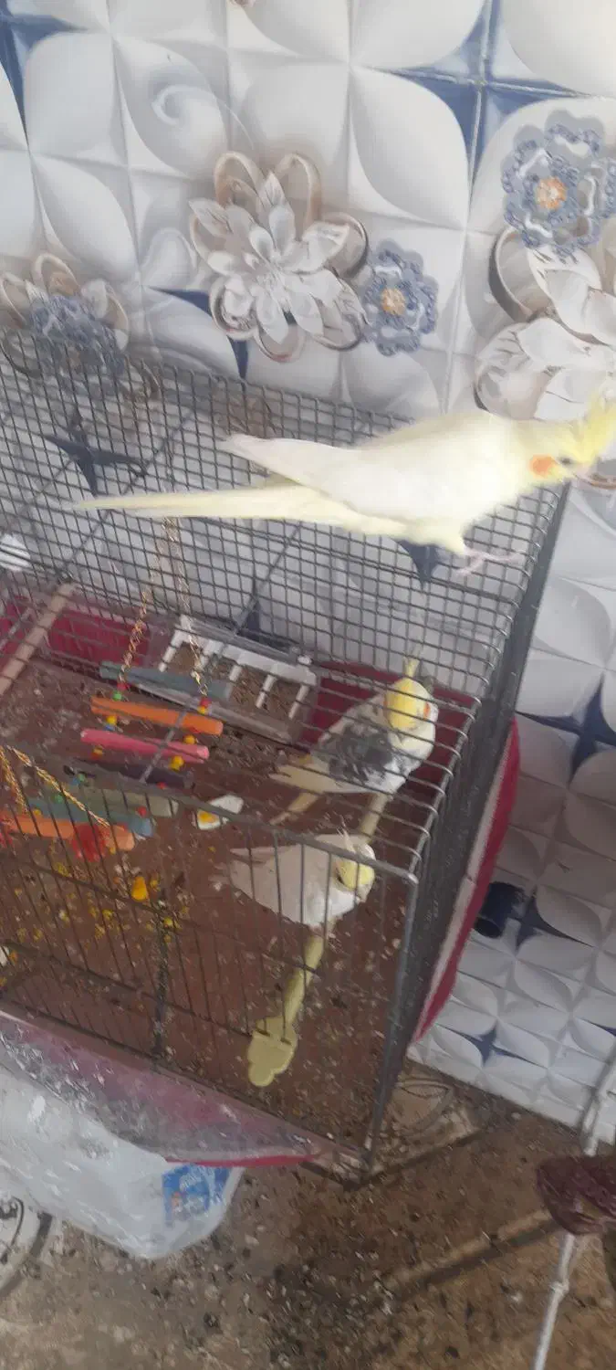 فروش عروس هلندی کامل اهلی ونیمه اهلی|پرنده|عجب شیر, |دیوار