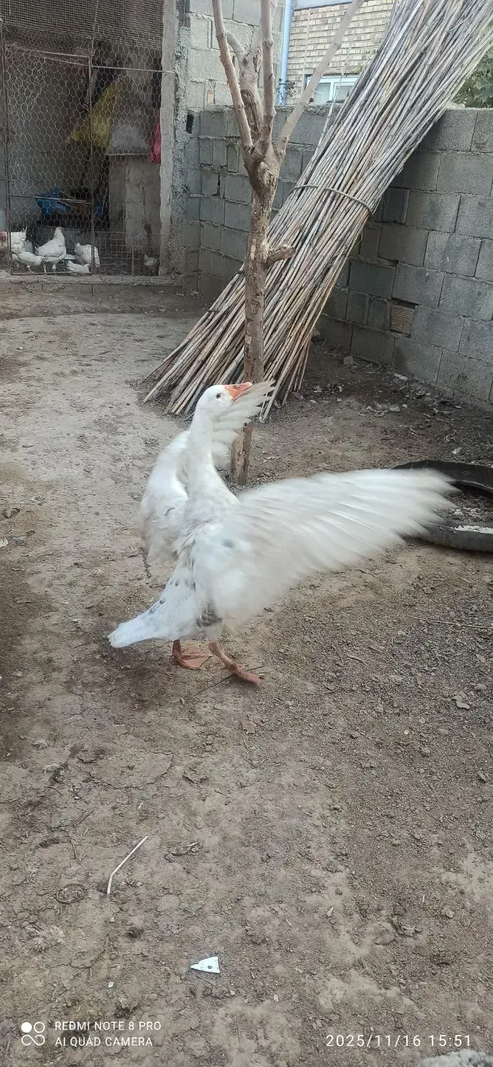 دوتا غاز محلی سالم|حیوانات مزرعه|کلاله, |دیوار