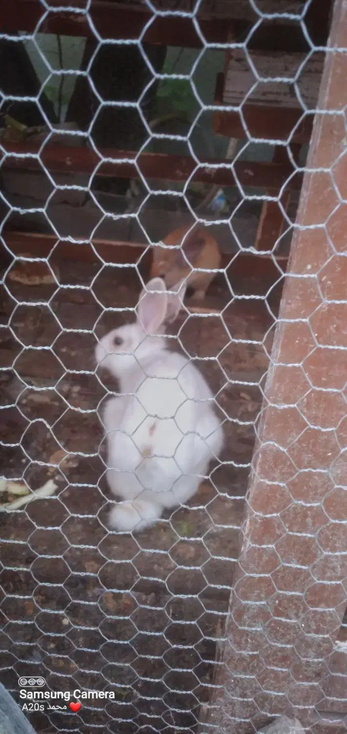 خرگوش نروماده|موش و خرگوش|نوشهر, |دیوار