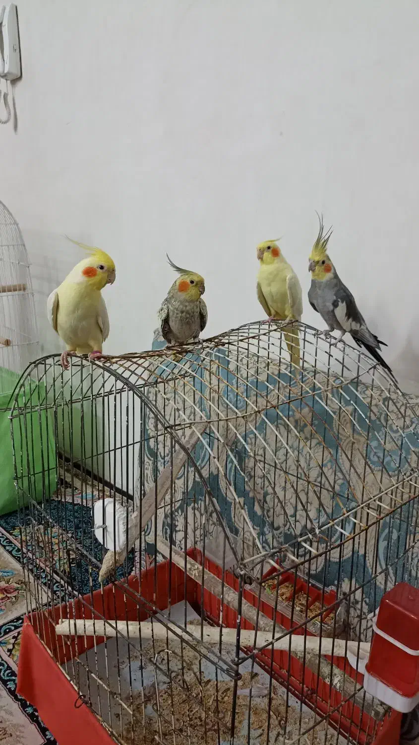 عروس هلندی سخنگو و دستی|پرنده|نسیمشهر, |دیوار