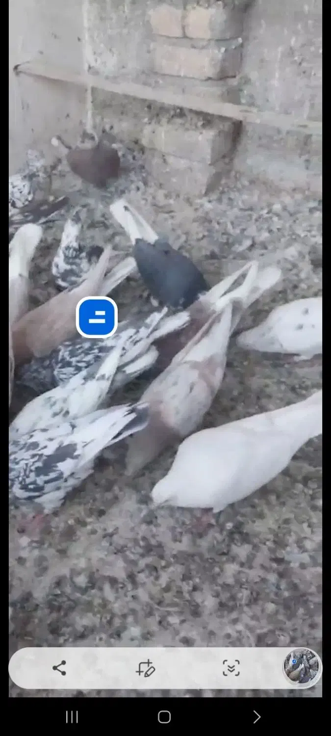 فروش کبوتر خوب|پرنده|بومهن, |دیوار