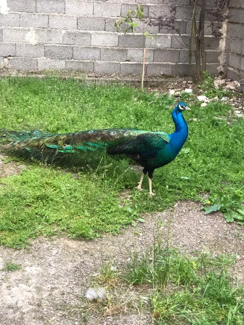 فروش جوجه بالغ طاووس در همه رنگ|پرنده|قائم‌شهر, |دیوار