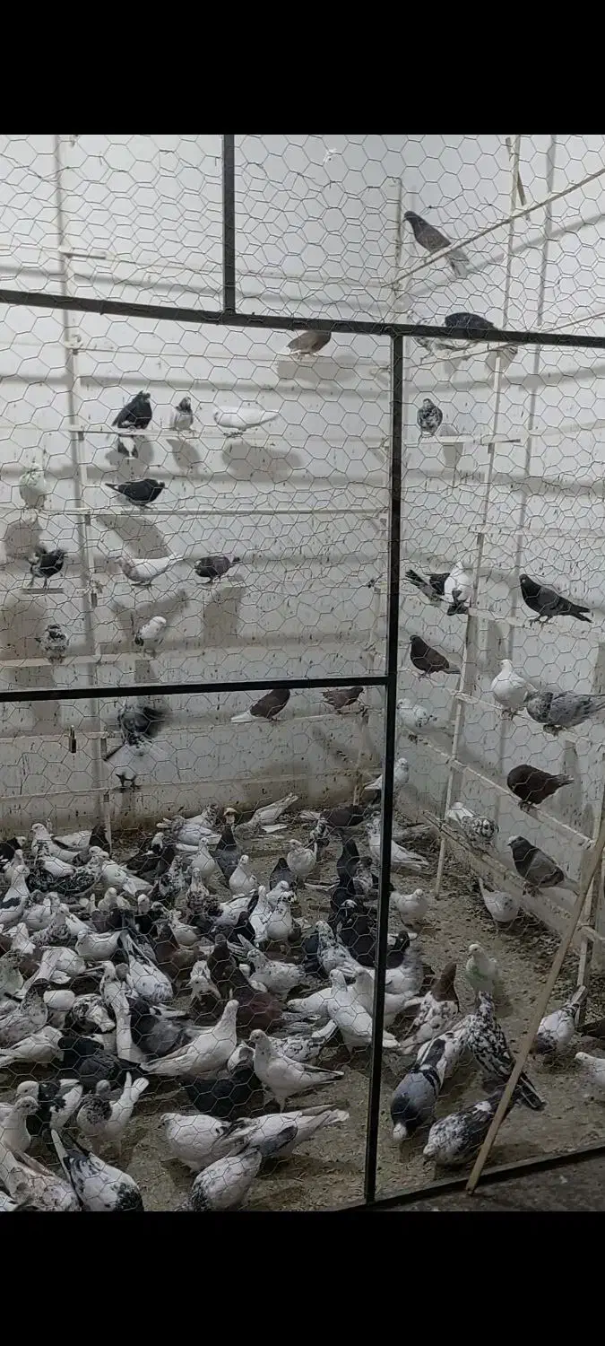 ۲۰۰تا کفتر ساعت بالا تهرانی|پرنده|نهاوند, |دیوار