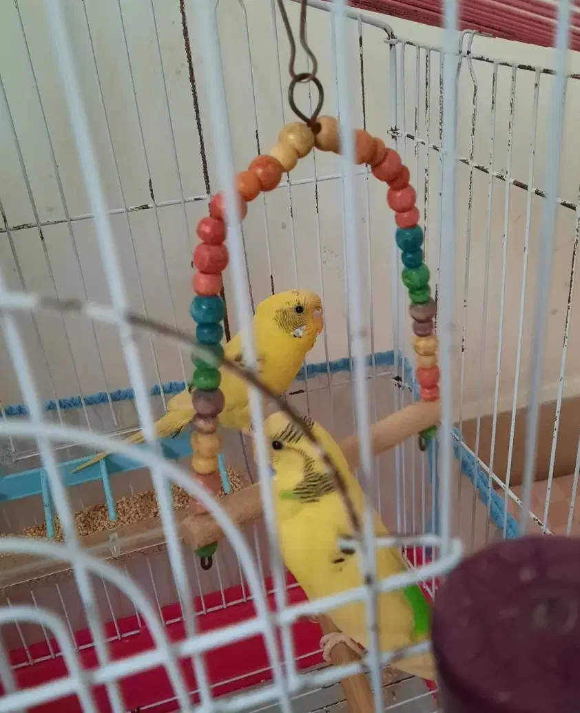 مرغ عشق رام و زیبا|پرنده|رشت, گلزاران|دیوار