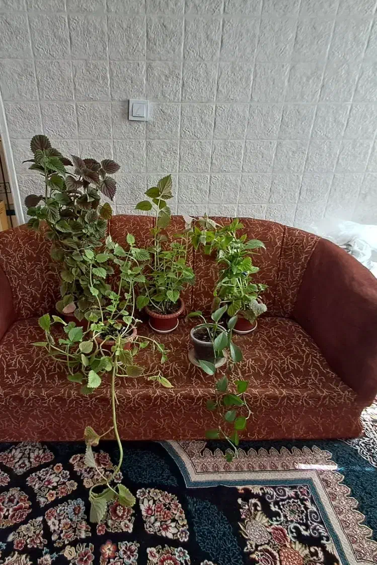 گل حسن یوسف ، گل پتوس،گل قاشقی وکاکتوس شاخ بزی|گل و گیاه طبیعی|شیراز, گویم|دیوار