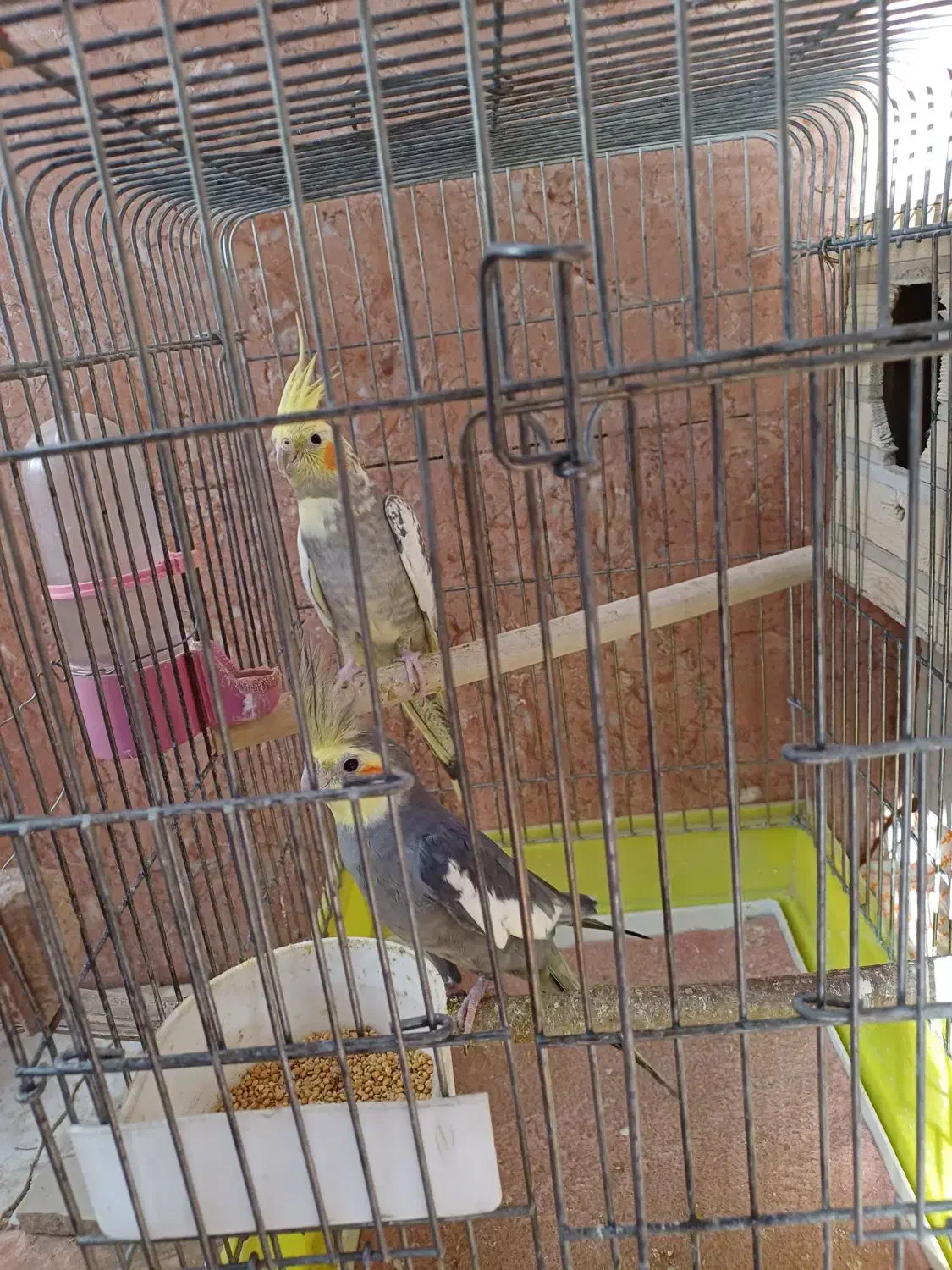 یه جفت عروس هلندی|پرنده|دهق, |دیوار