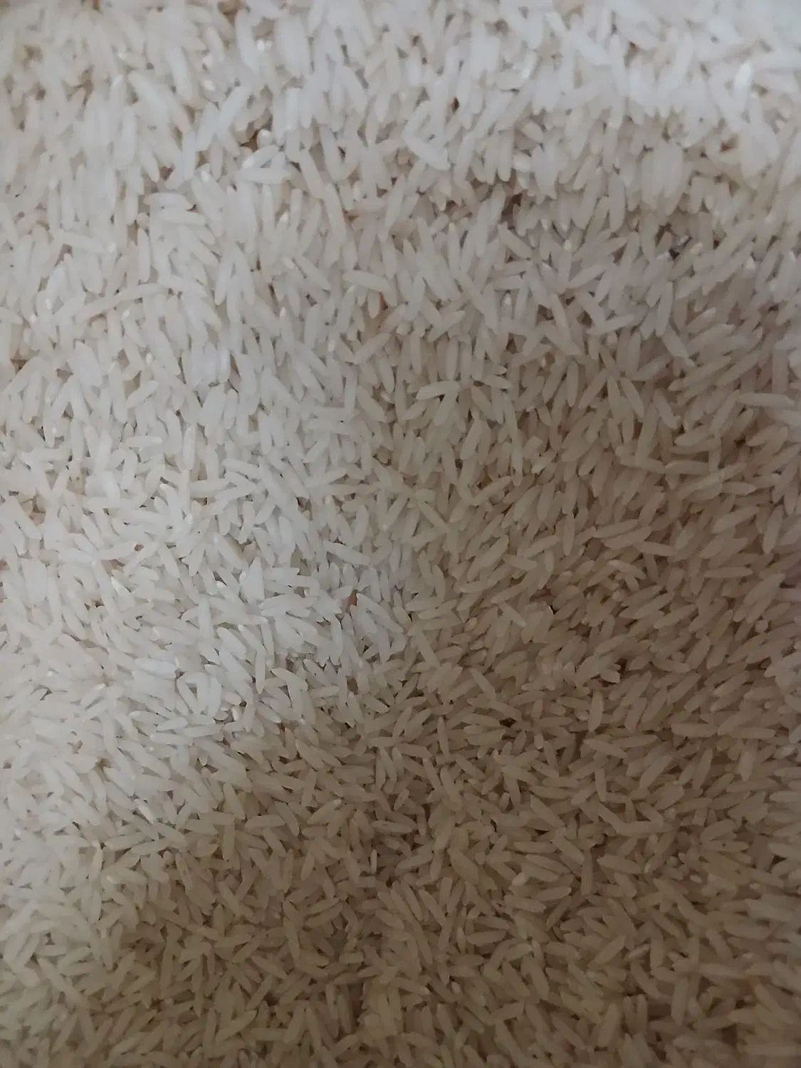 برنج طارم هاشمی بدون ذره ای قاطی به شرط|خوردنی و آشامیدنی|آمل, |دیوار