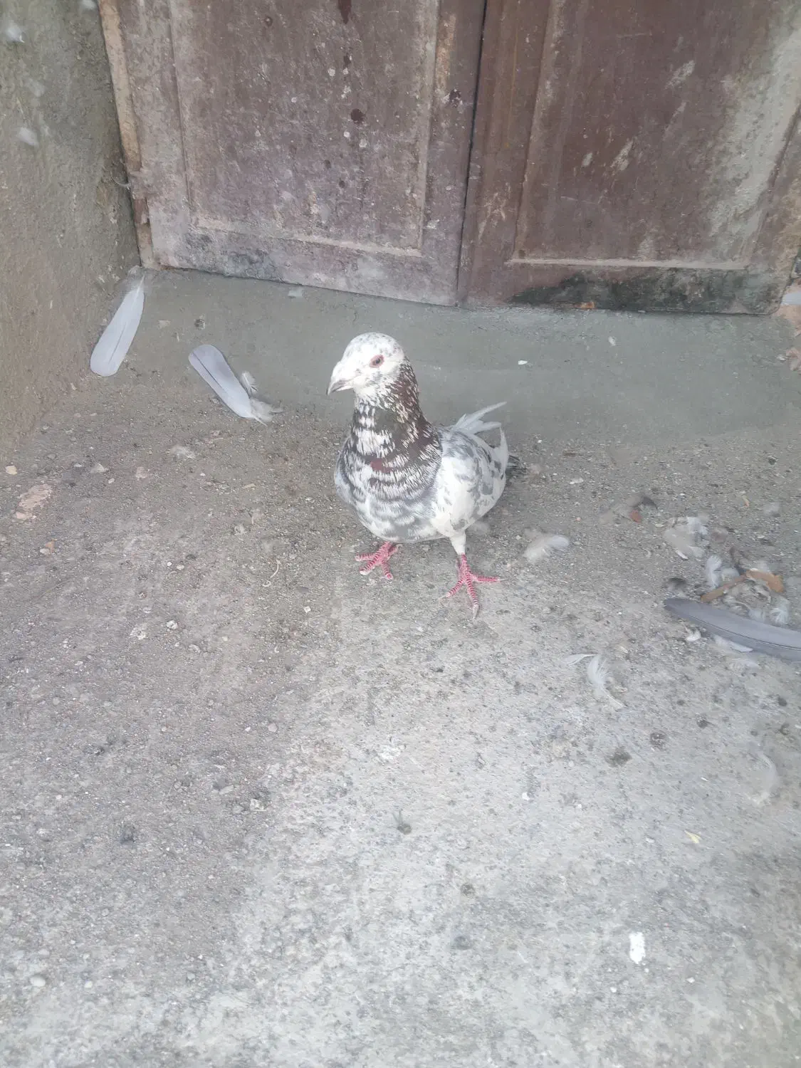 کبوتر رنگی|پرنده|سبزوار, امیر کبیر|دیوار