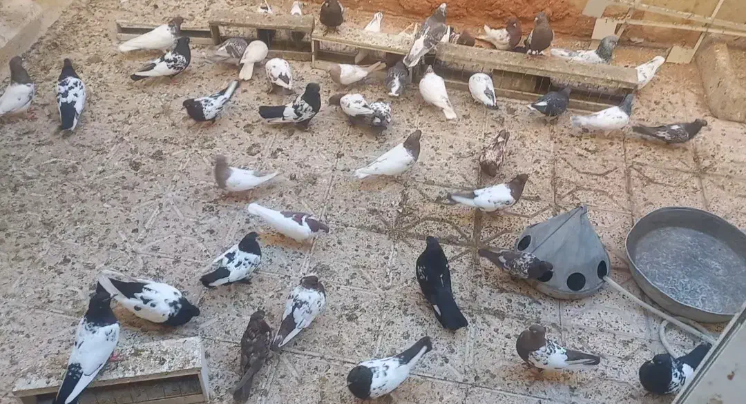 کفتر سینه کله|پرنده|مشهد, شهرک مهرگان|دیوار