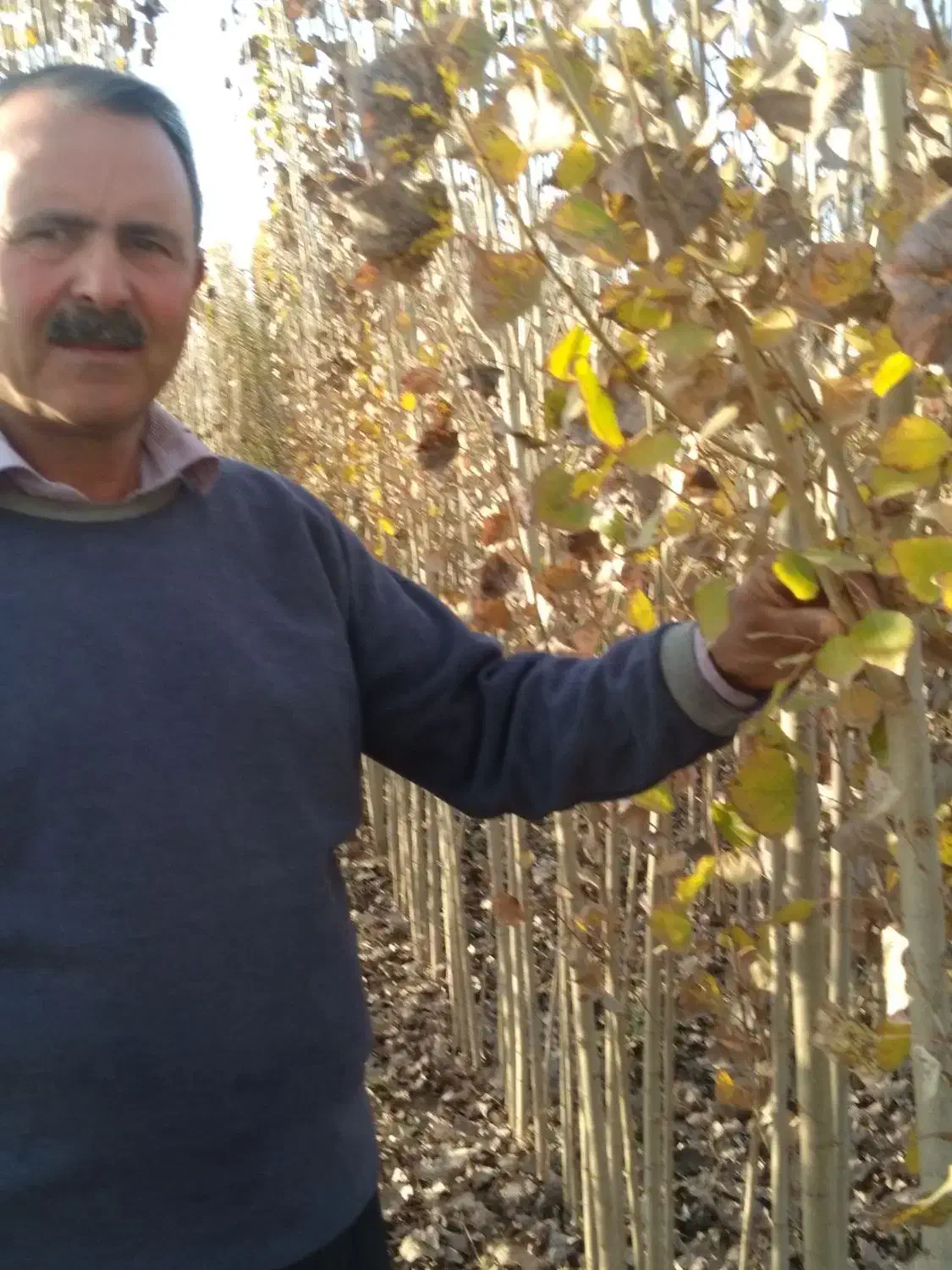 فروش نهال های سنوبر و پیوندی بصورت عمده|خدمات باغبانی و درختکاری|میاندوآب, |دیوار