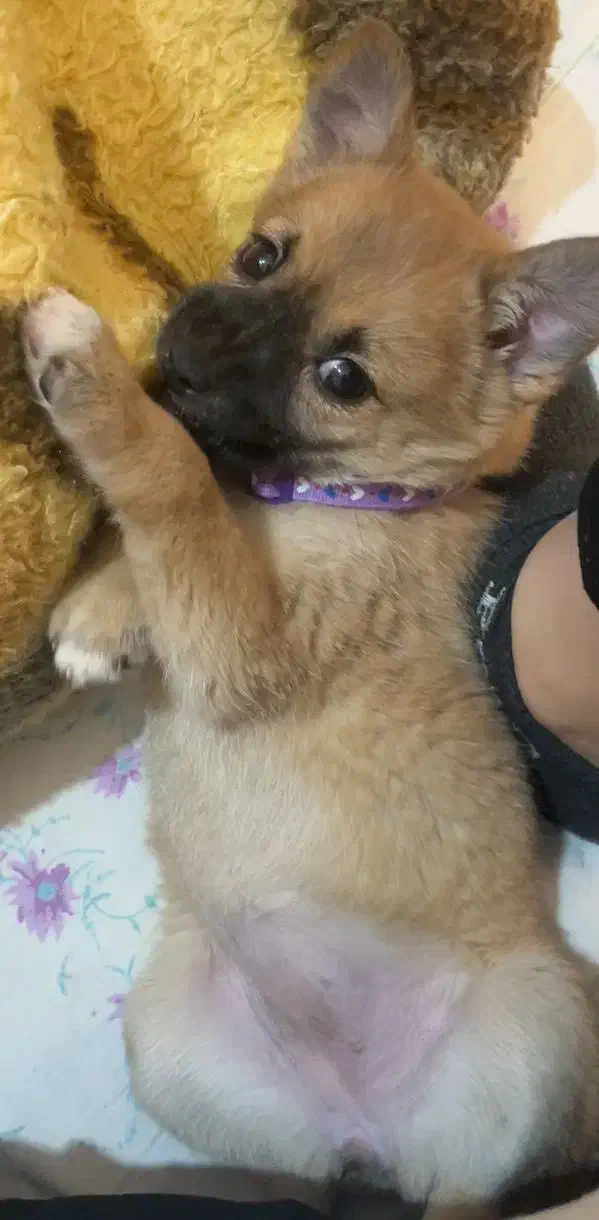 سگ اشپیتز پامر|سگ|شاهینشهر, شهرک گلدیس|دیوار