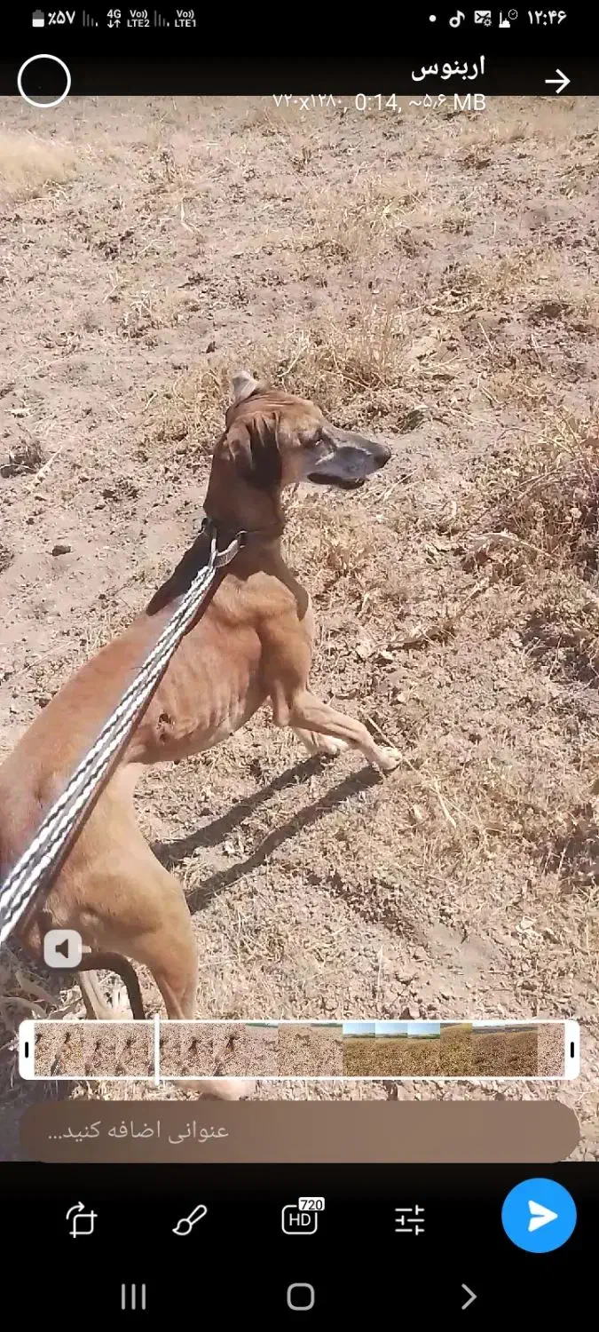 تازی|سگ|سنندج, |دیوار