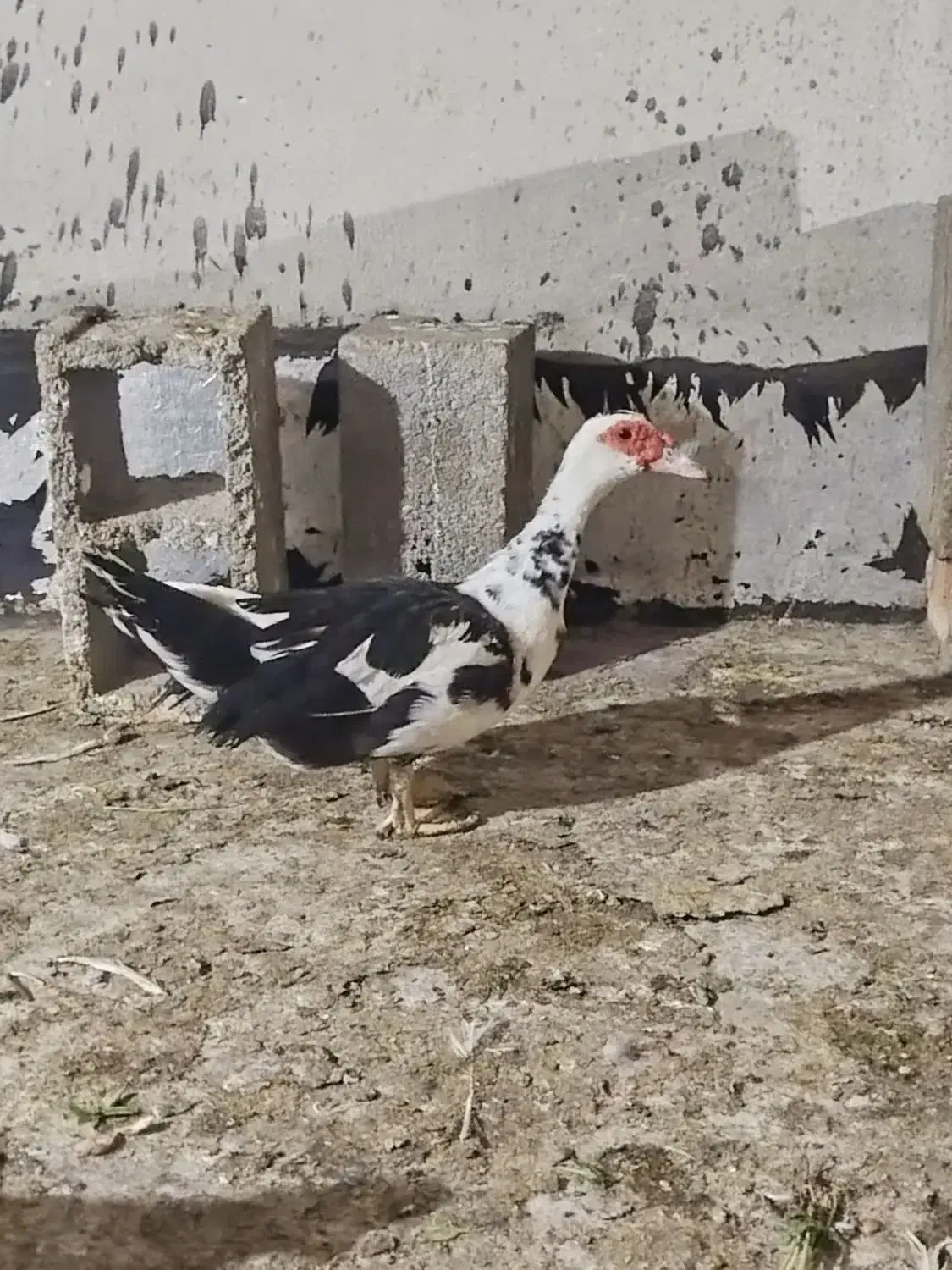 اردک روسی بالغ ونیمچه|حیوانات مزرعه|بندر امام خمینی, |دیوار