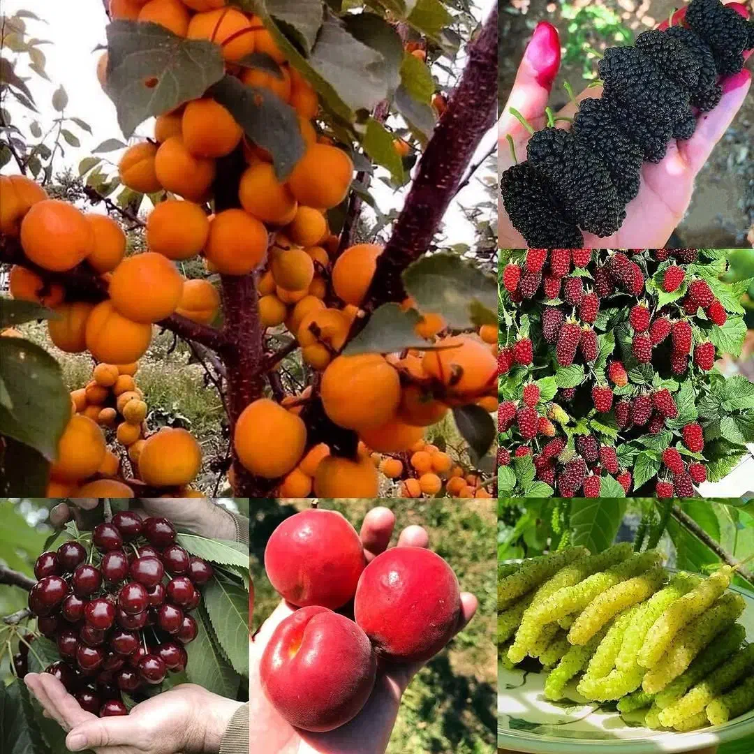 نهال/نگران/بادام/گردو|عمده‌فروشی|خلخال, |دیوار