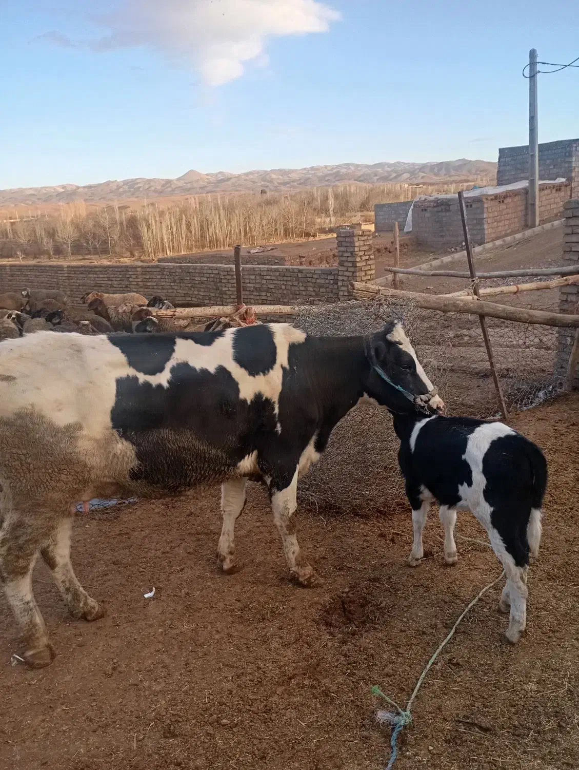دو عدد گاو|حیوانات مزرعه|بوئین زهرا, |دیوار