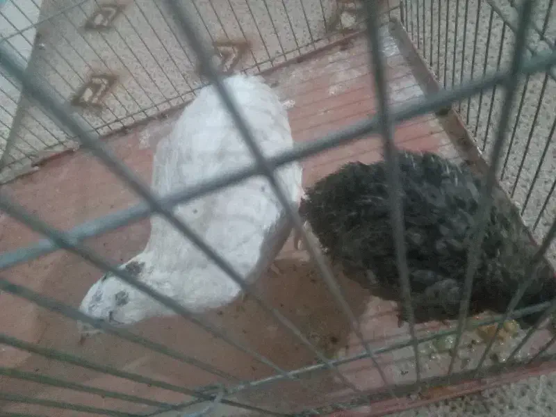 بلدرچین|پرنده|قم, ولیعصر|دیوار