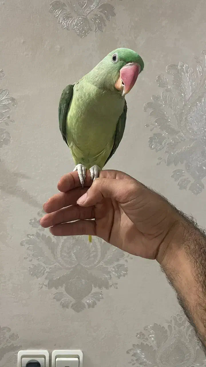 شاه طوطی سخنگو|پرنده|یزد, |دیوار