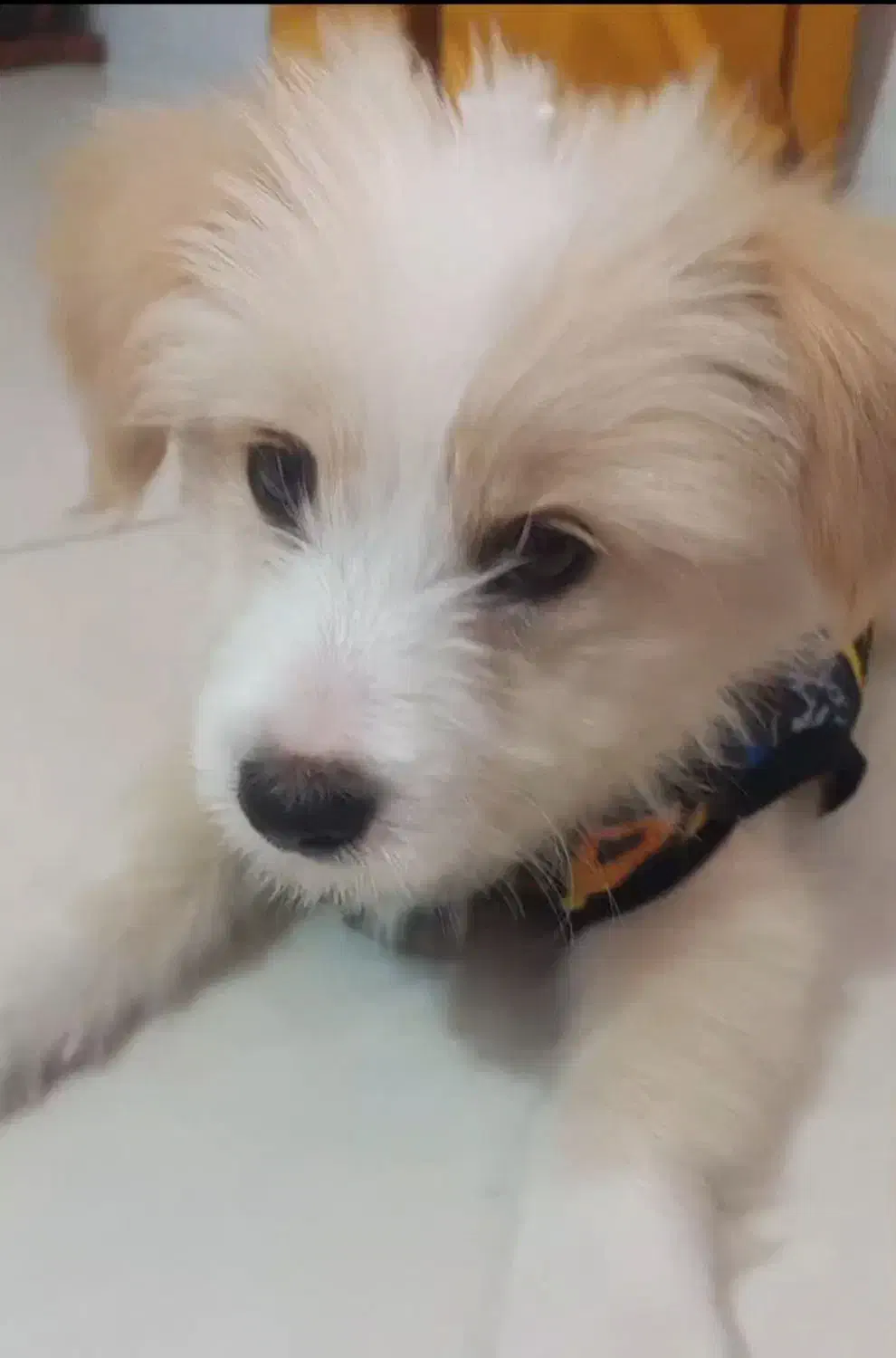 شیتزو5ماه|سگ|رشت, امین الضرب|دیوار