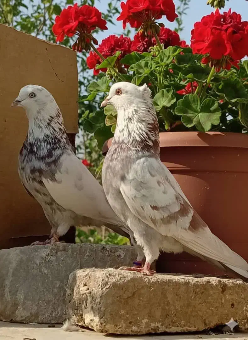 کفترهای پرشی آسمون خراش|پرنده|مشکین‌دشت, |دیوار