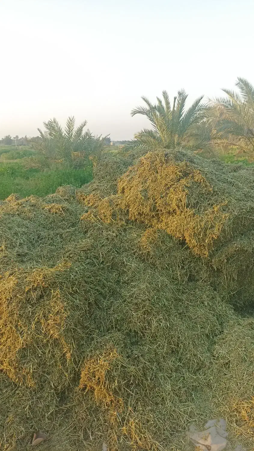 کاه یونجه|خدمات باغبانی و درختکاری|برازجان, |دیوار