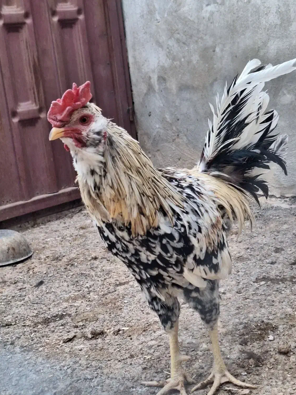 خروس گلین|حیوانات مزرعه|بن, |دیوار