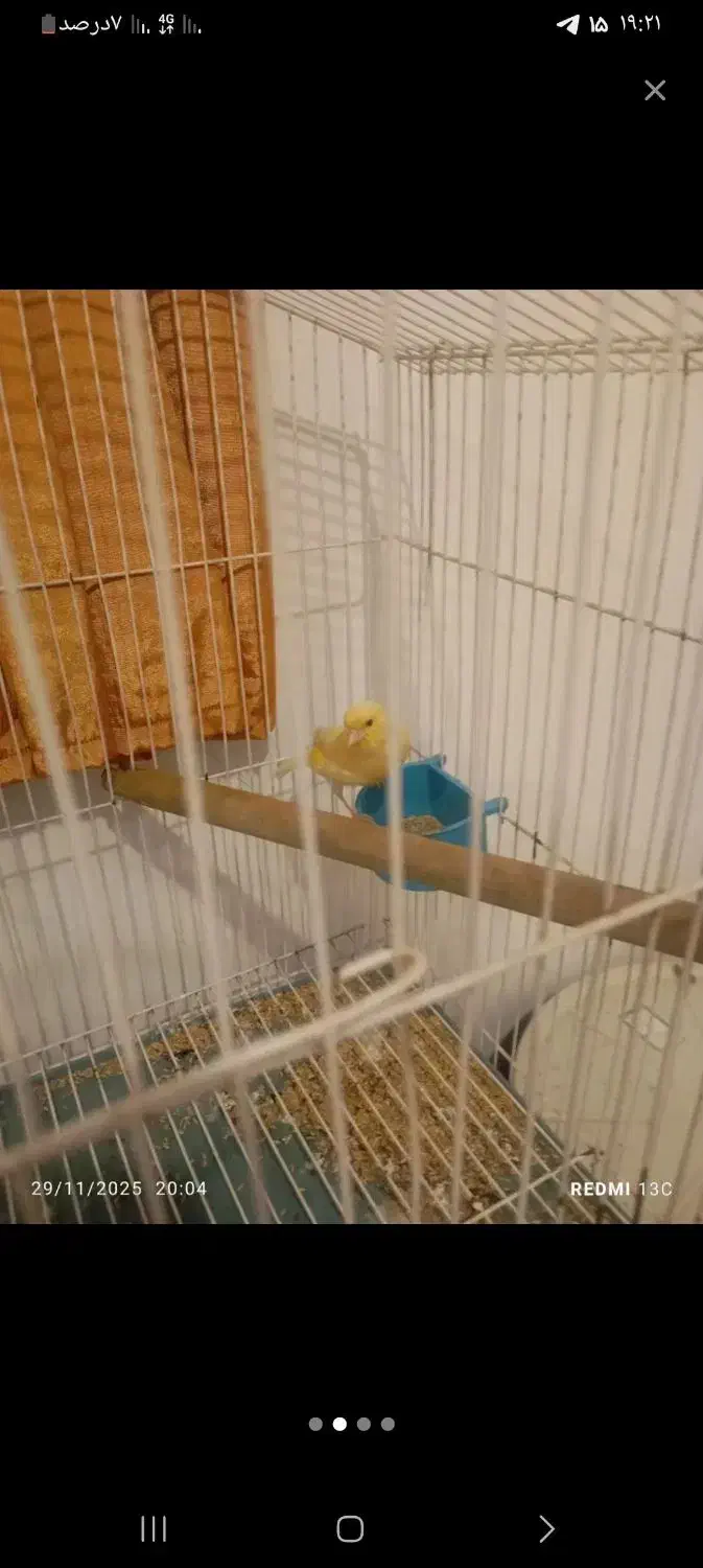 قناری ماده آماده|پرنده|درگزین, |دیوار