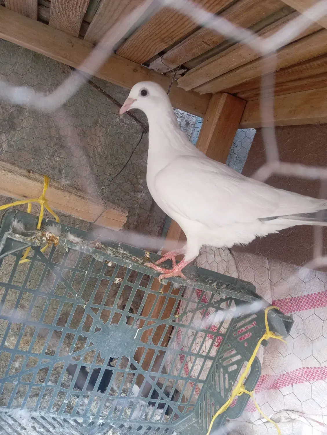 کبوتر|پرنده|زابل, |دیوار