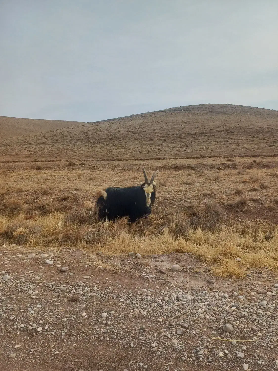 نر بز شیرازی|حیوانات مزرعه|خرمدشت, |دیوار