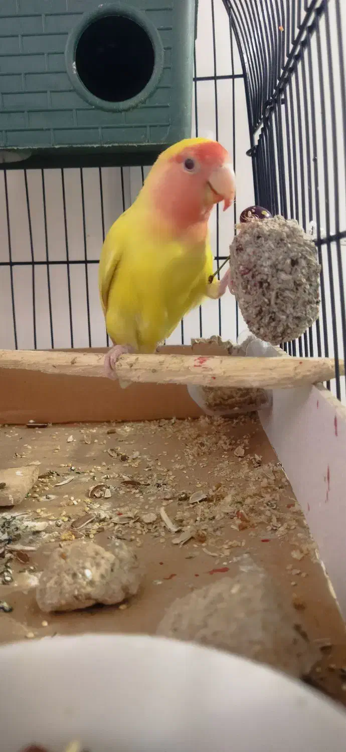 طوطی برزیلی رام|پرنده|ساری, |دیوار