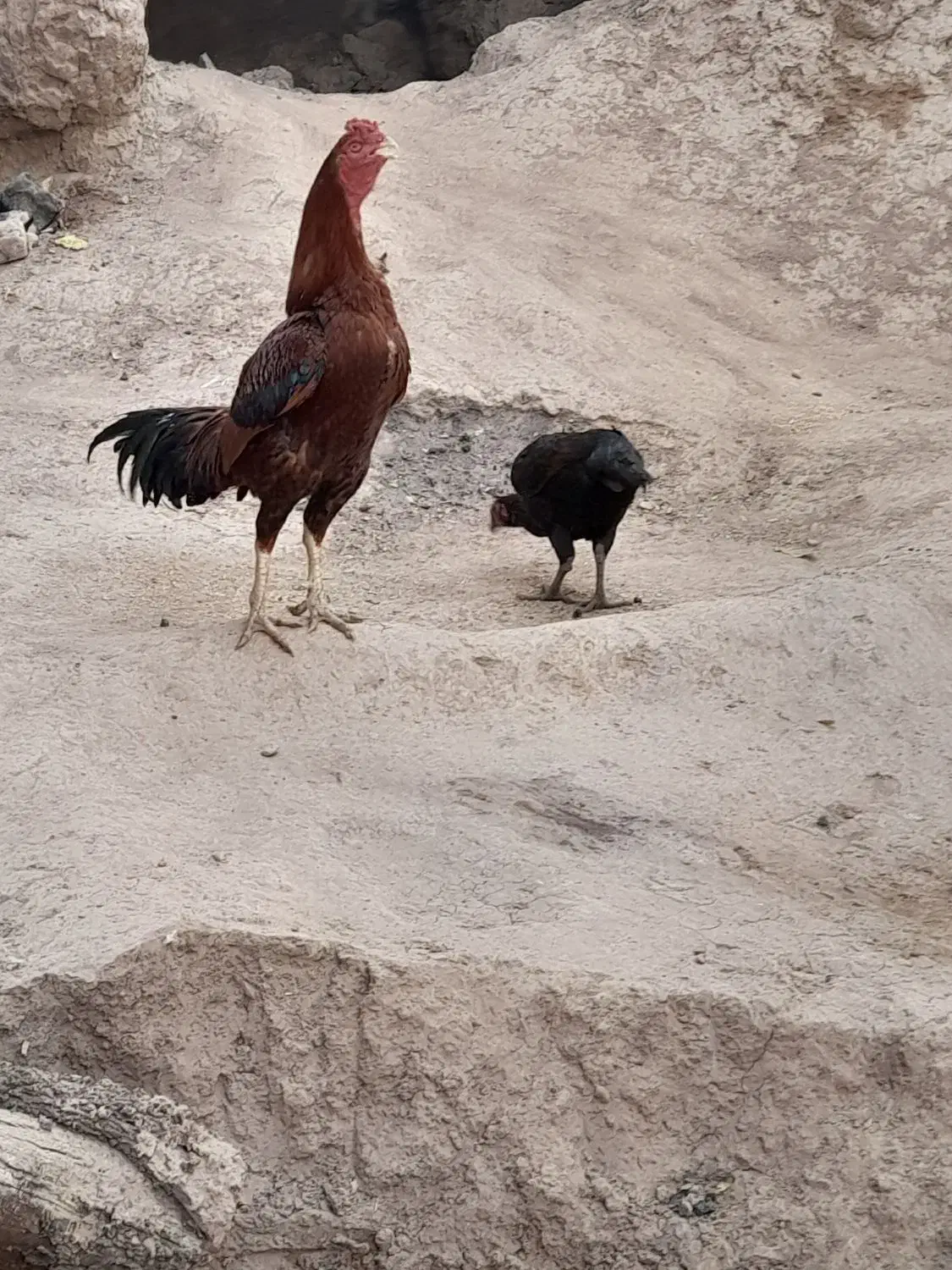 مرغ خروس لاری|حیوانات مزرعه|تربت جام, میان جام|دیوار