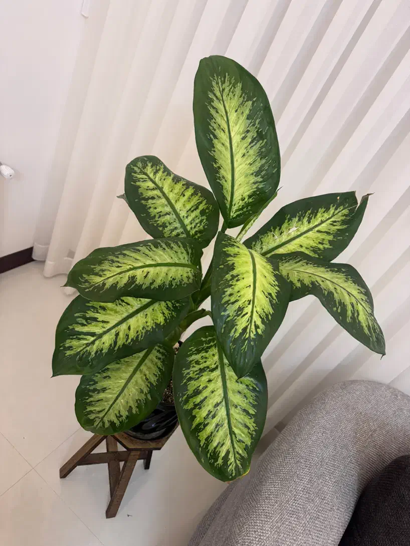 گل دیفن|گل و گیاه طبیعی|مشهد, جاهد شهر|دیوار