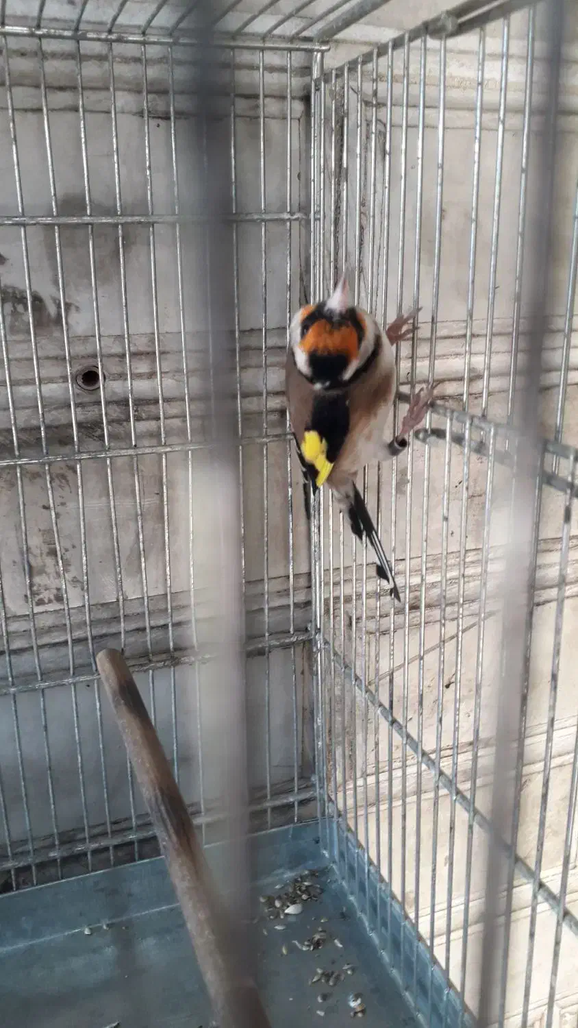 سهره نرمتولد قفس|پرنده|شهریار, شهرک امیریه|دیوار