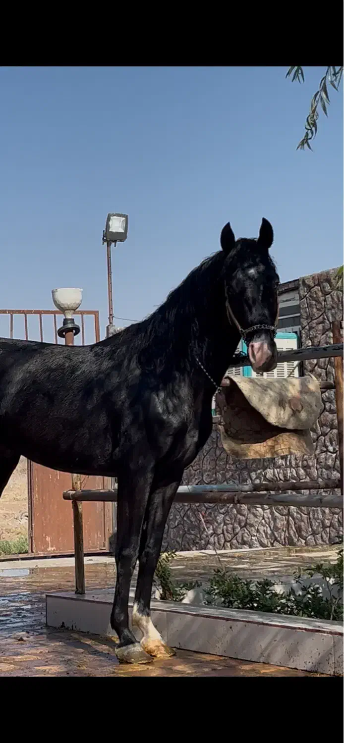 اسب فروشی|اسب و تجهیزات اسبسواری|رفسنجان, |دیوار