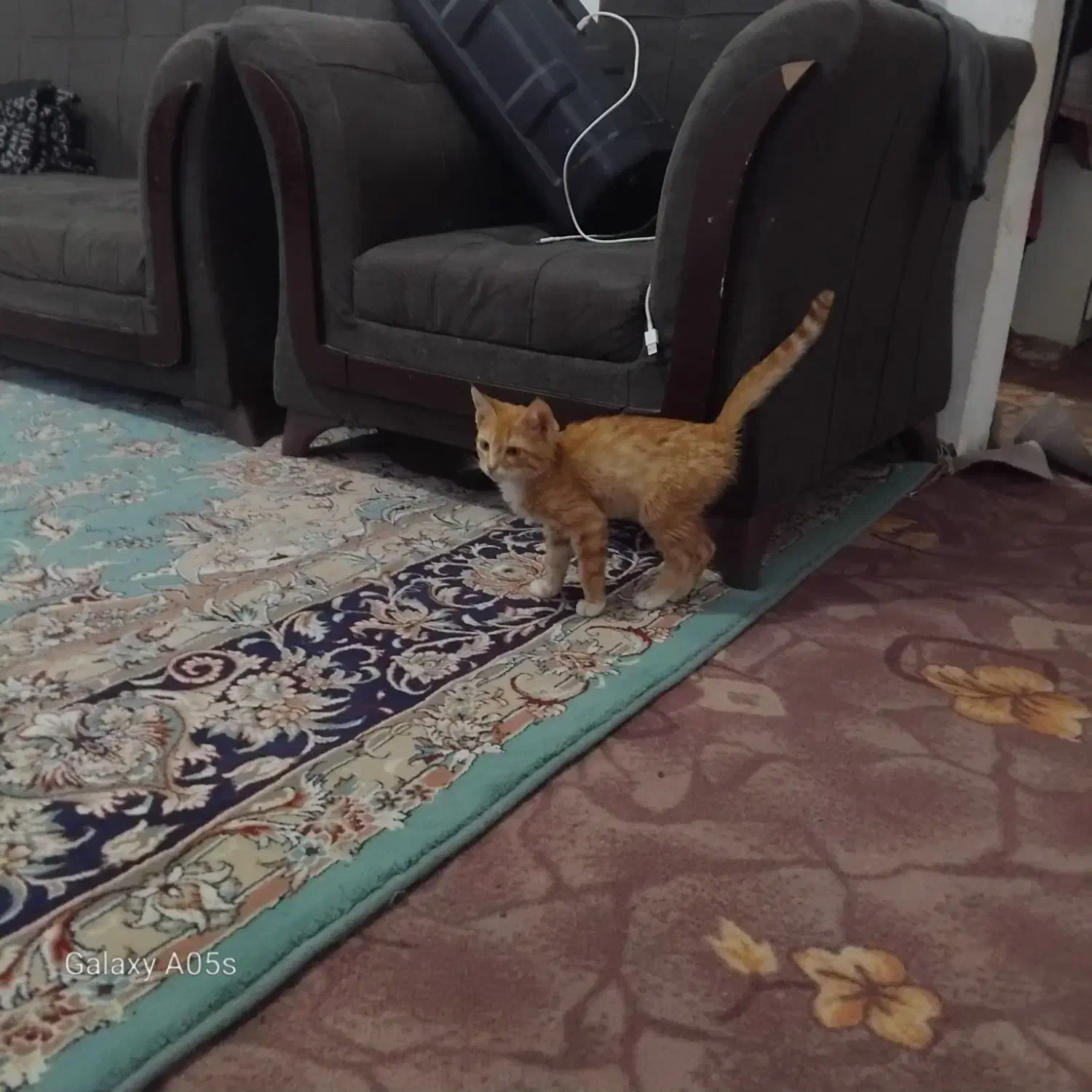 واگزاری پیشی گربه|گربه|میان جلگه, |دیوار