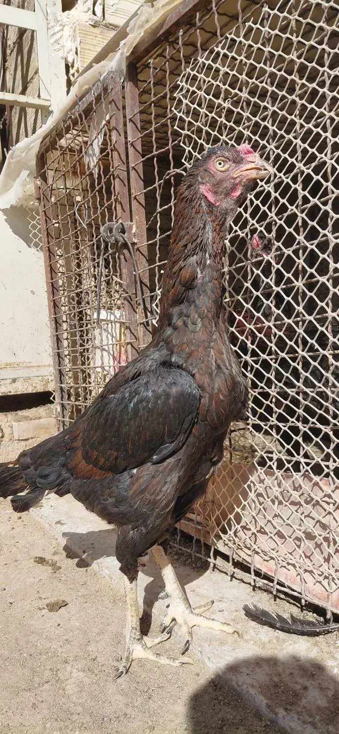 خروس لاری دونگ بالا استان یزد|حیوانات مزرعه|تهران, جوادیه|دیوار