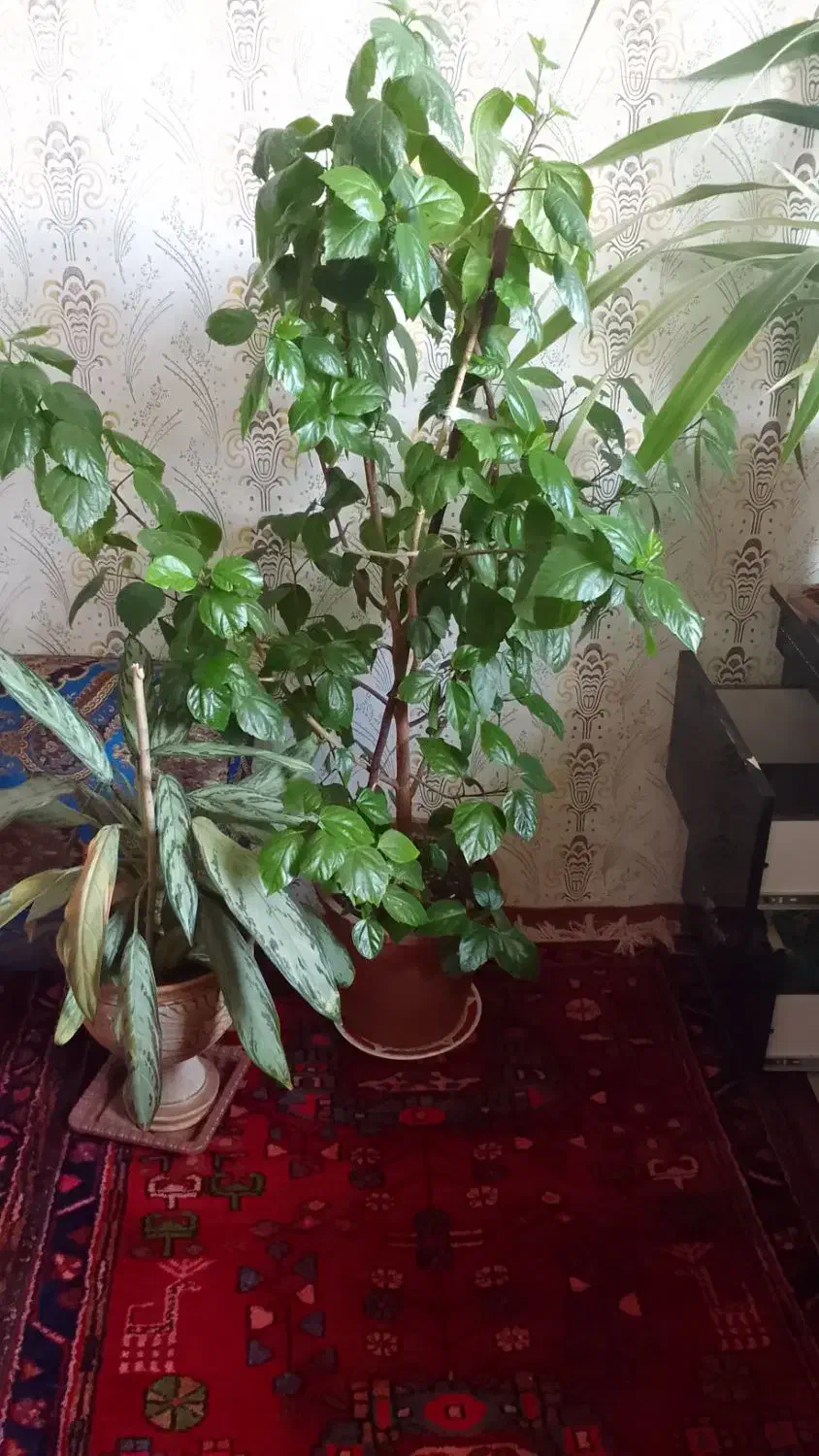 گل طبیعی|گل و گیاه طبیعی|اهر, |دیوار