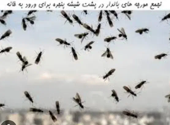 سمپاشی مورچه بالدار|خدمات نظافت|کیش, |دیوار