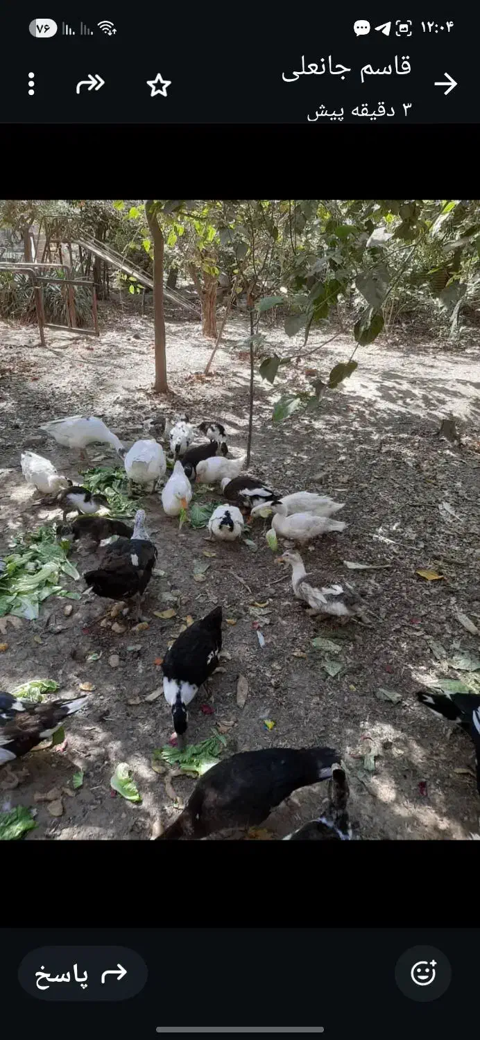 اردک محلی|حیوانات مزرعه|چهاردانگه (تهران), |دیوار