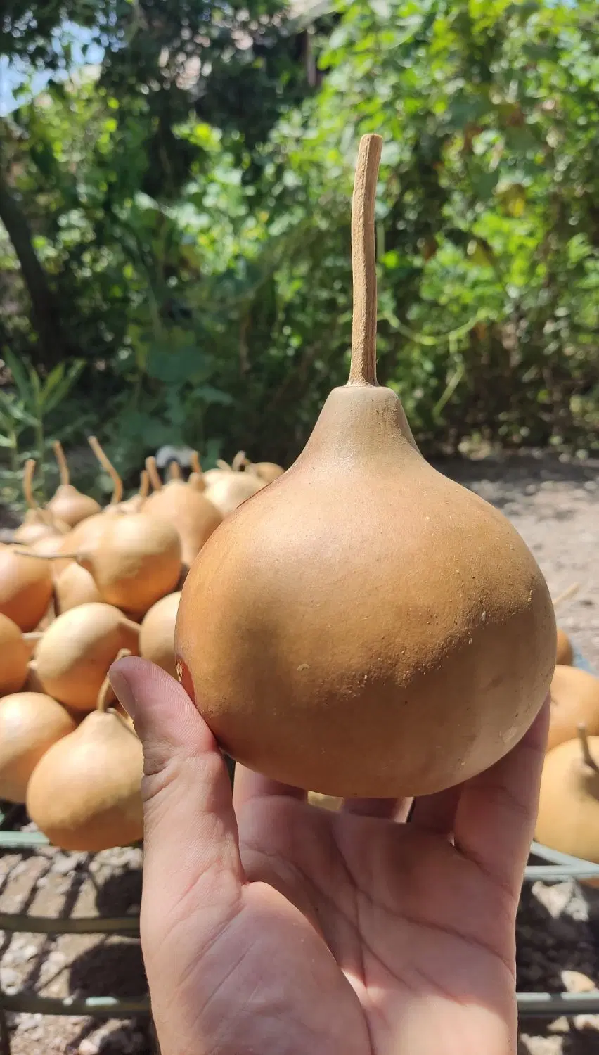 کدو گورد (gourd)|گل و گیاه طبیعی|تهران, زرگنده|دیوار