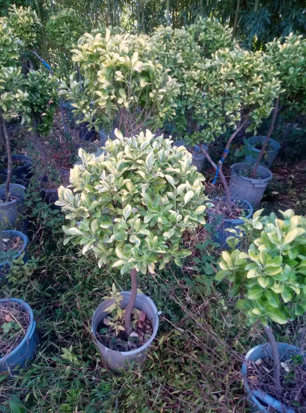 فروش گل وگیاه بیرونی|گل و گیاه طبیعی|چابکسر, |دیوار