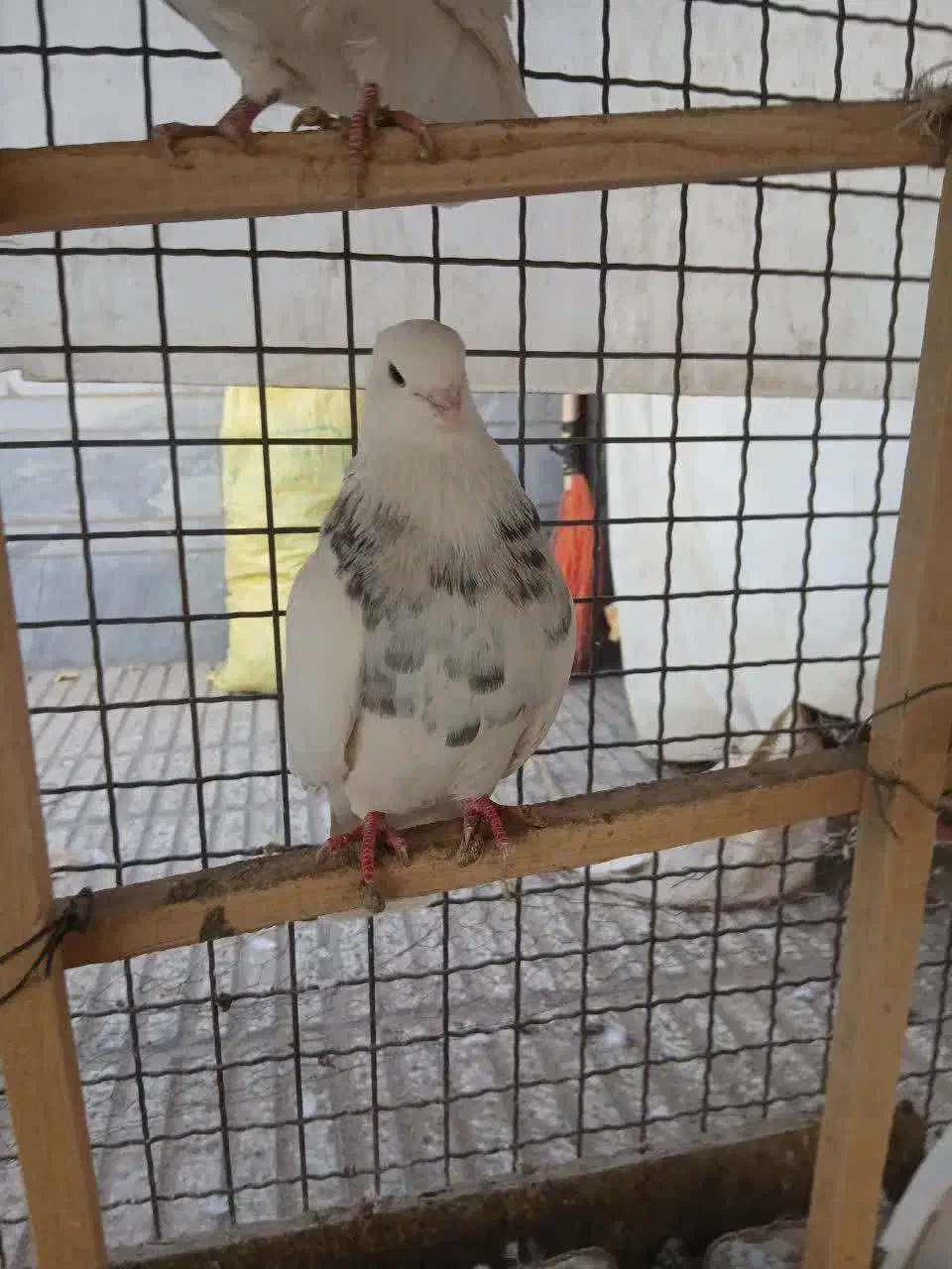 کبوترطوقی خالدار|پرنده|شاهرود, |دیوار