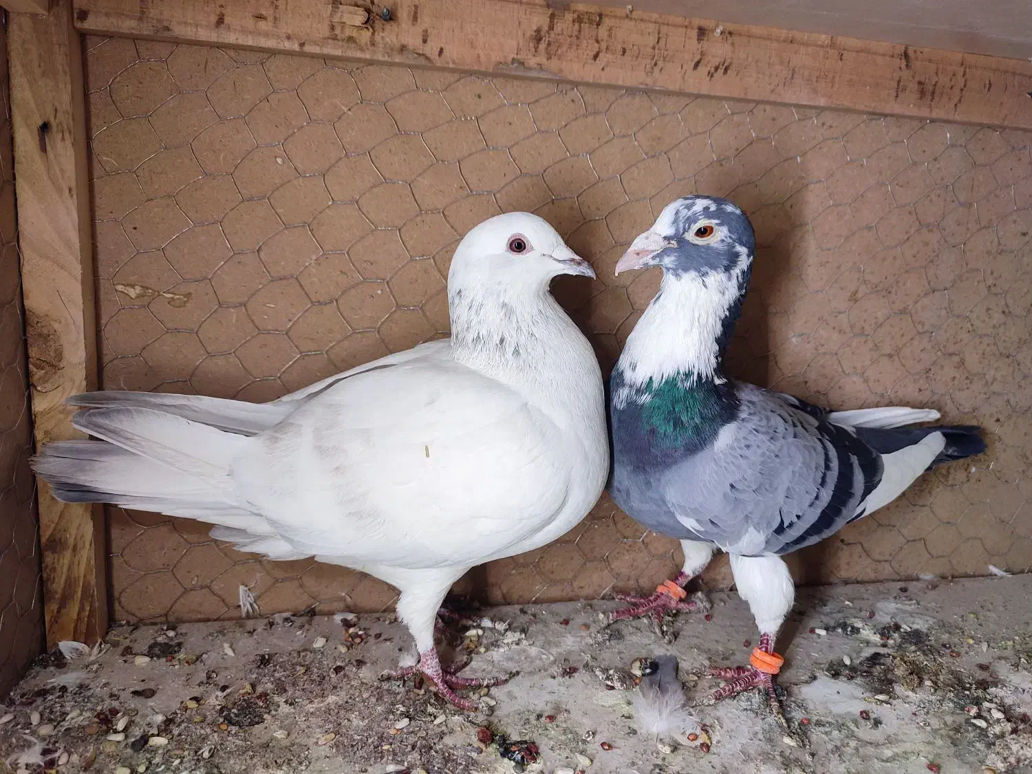 زاجر ، زاجل ،کبوتر زاجر (معاوضه با یک جفت کینگ)|پرنده|حمیدیا, |دیوار